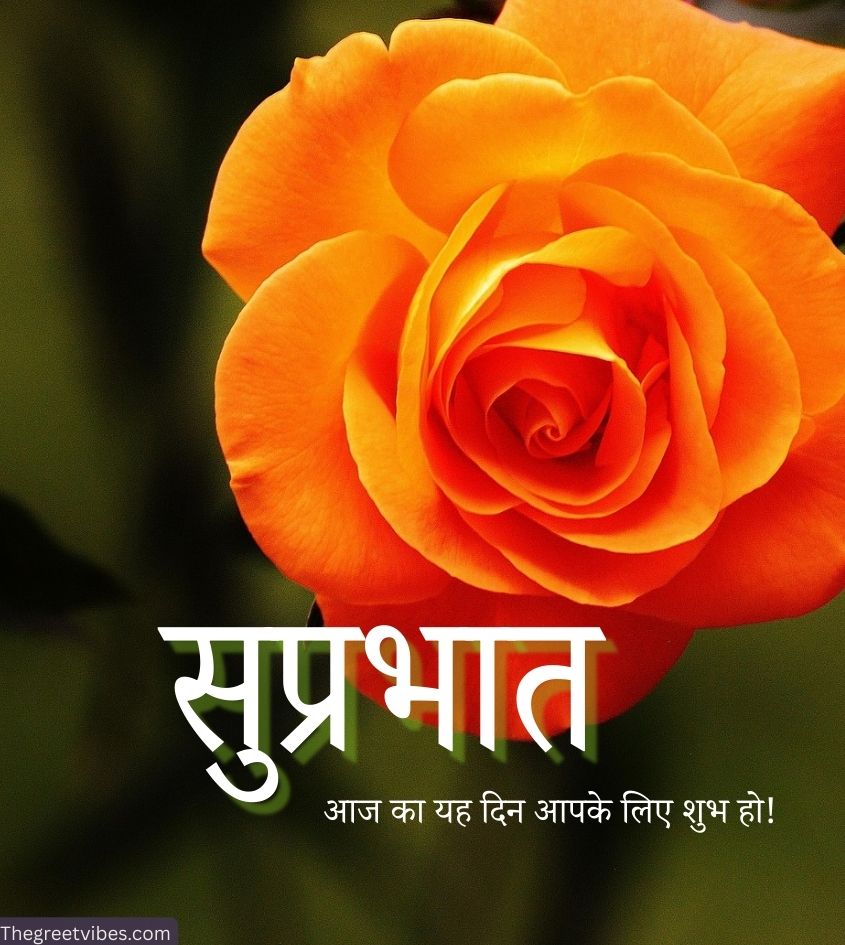 Suprabhat flower status