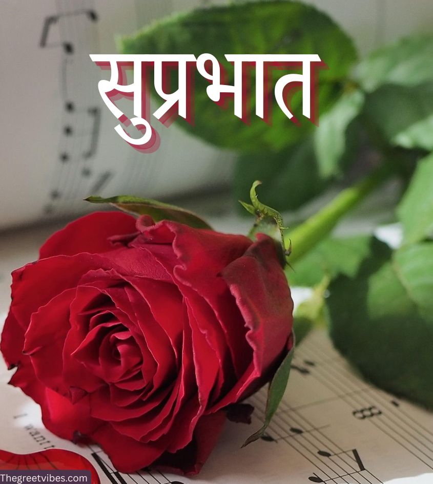 Suprabhat images for lover with rose