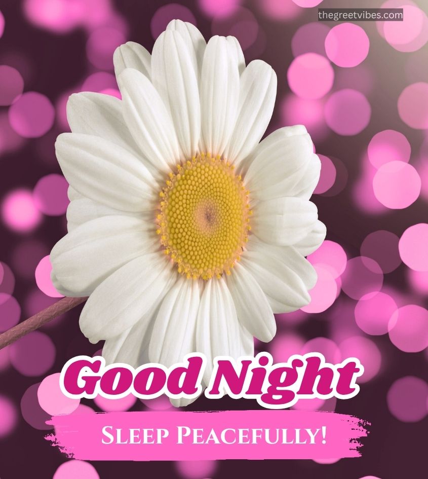 Flowers with Good Night Pics