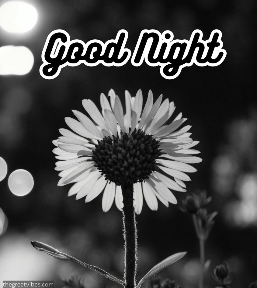 Good Night Flower Images for Whatsapp Status