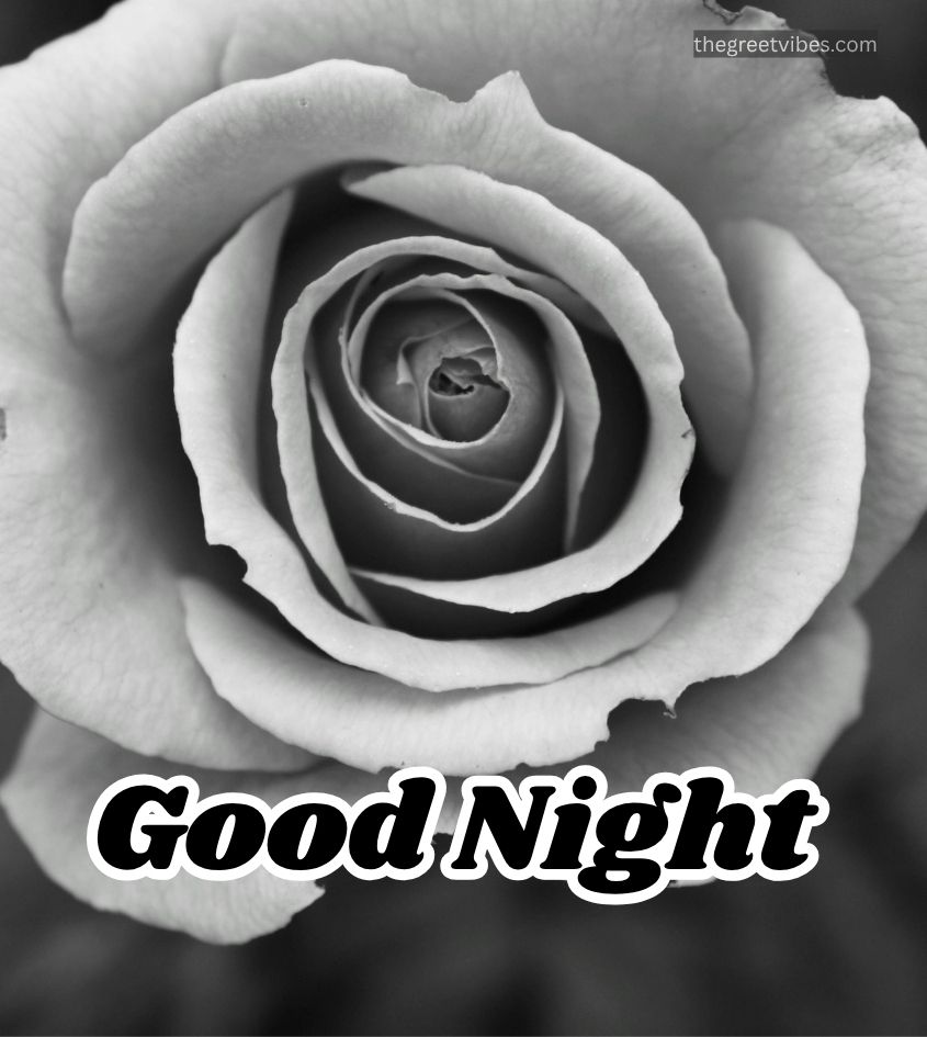 Good Night Flowers Images with Black Flower