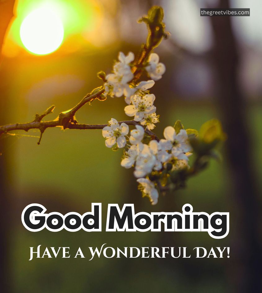 Sunrise Good morning Nature Images with Have a wonderful day greet