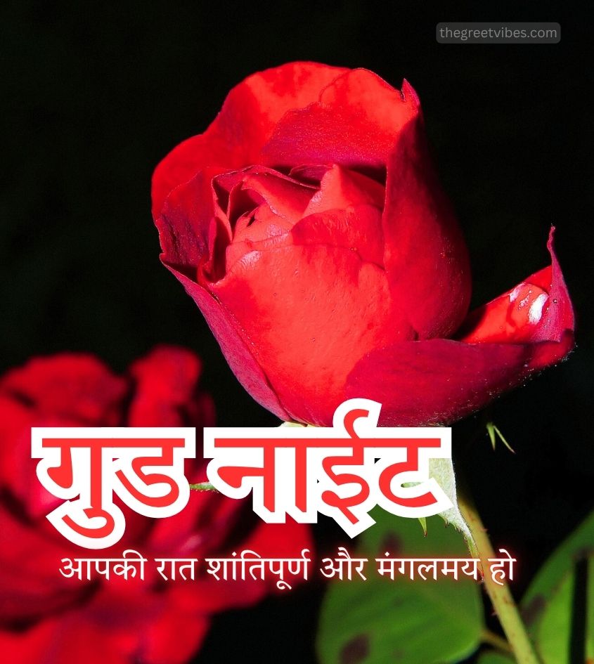 Hindi Good Night Pics with Rose