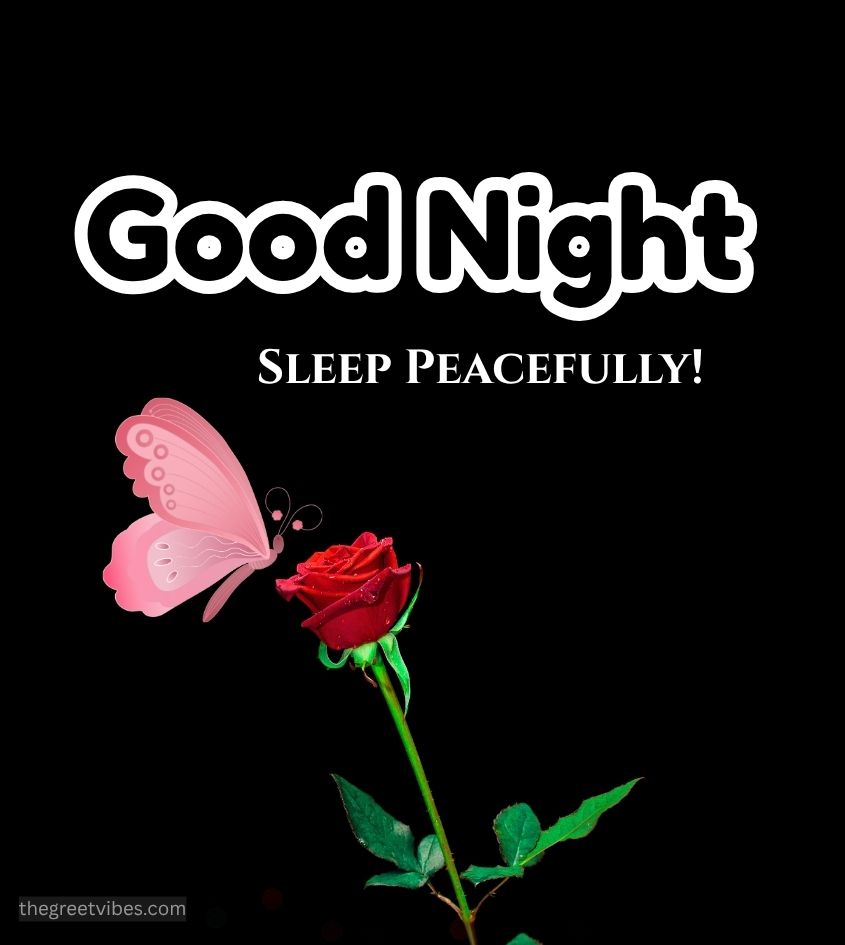 Beautiful Butterfly sit on Flowers with Good Night Wishes Pics
