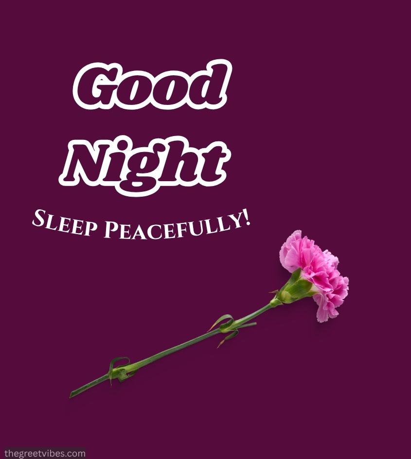 Good Night wishes with single flower
