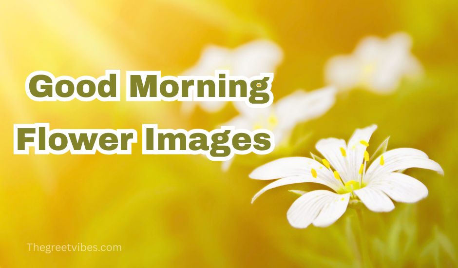 Good Morning flower images
