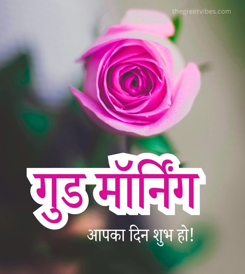 Good Morning Images in Hindi With Pink Rose