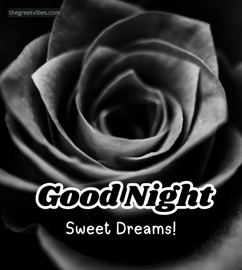 Black Rose With Good Night Wishes Pics