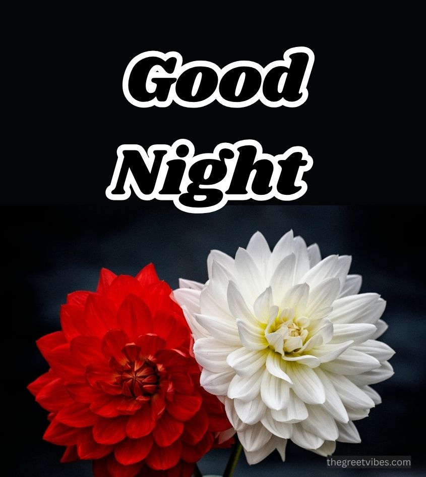 Good Night wishes with dahlia images