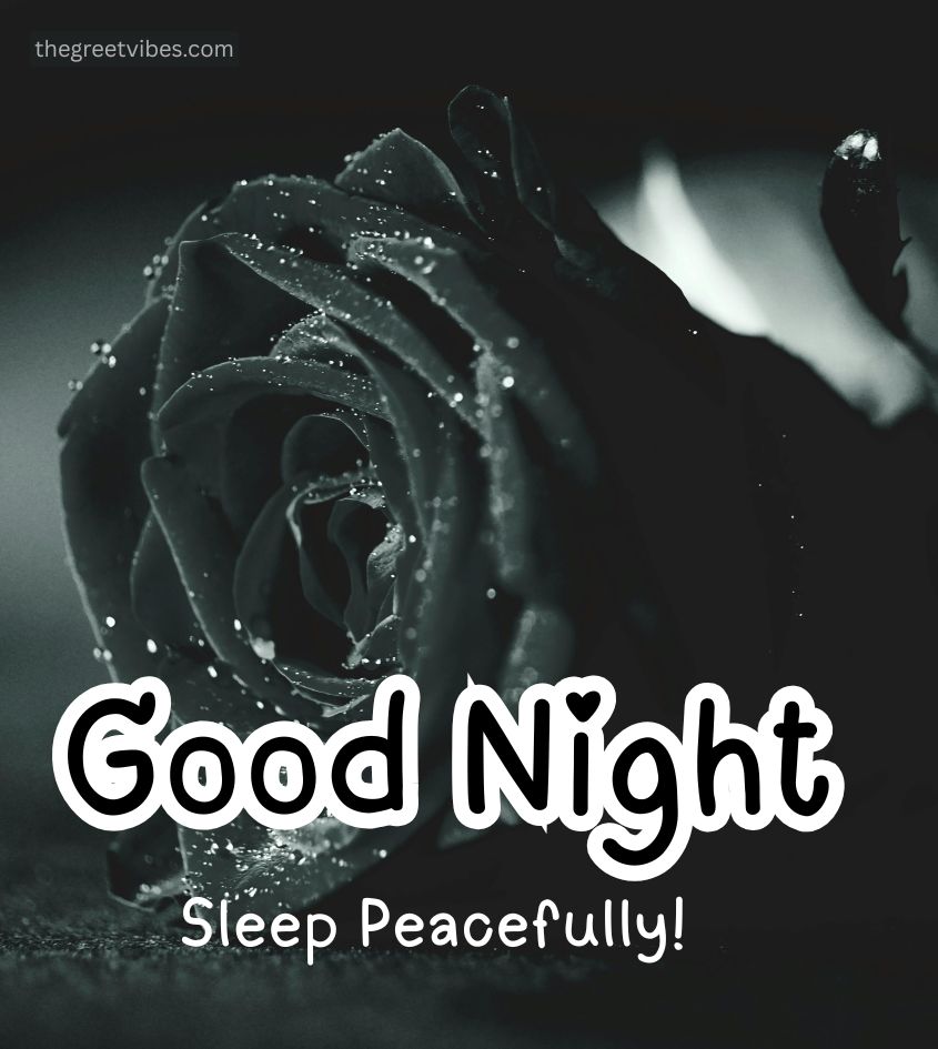Roses With Good Night Wishes Pics