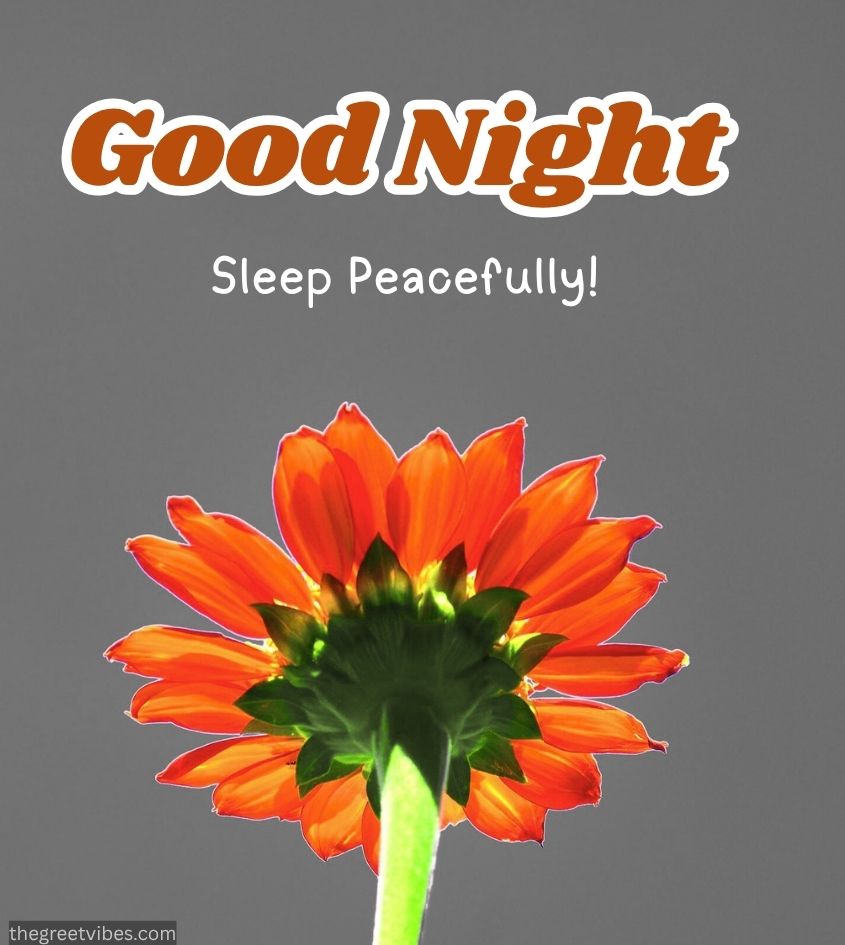 Good Night wishes images with simple flower