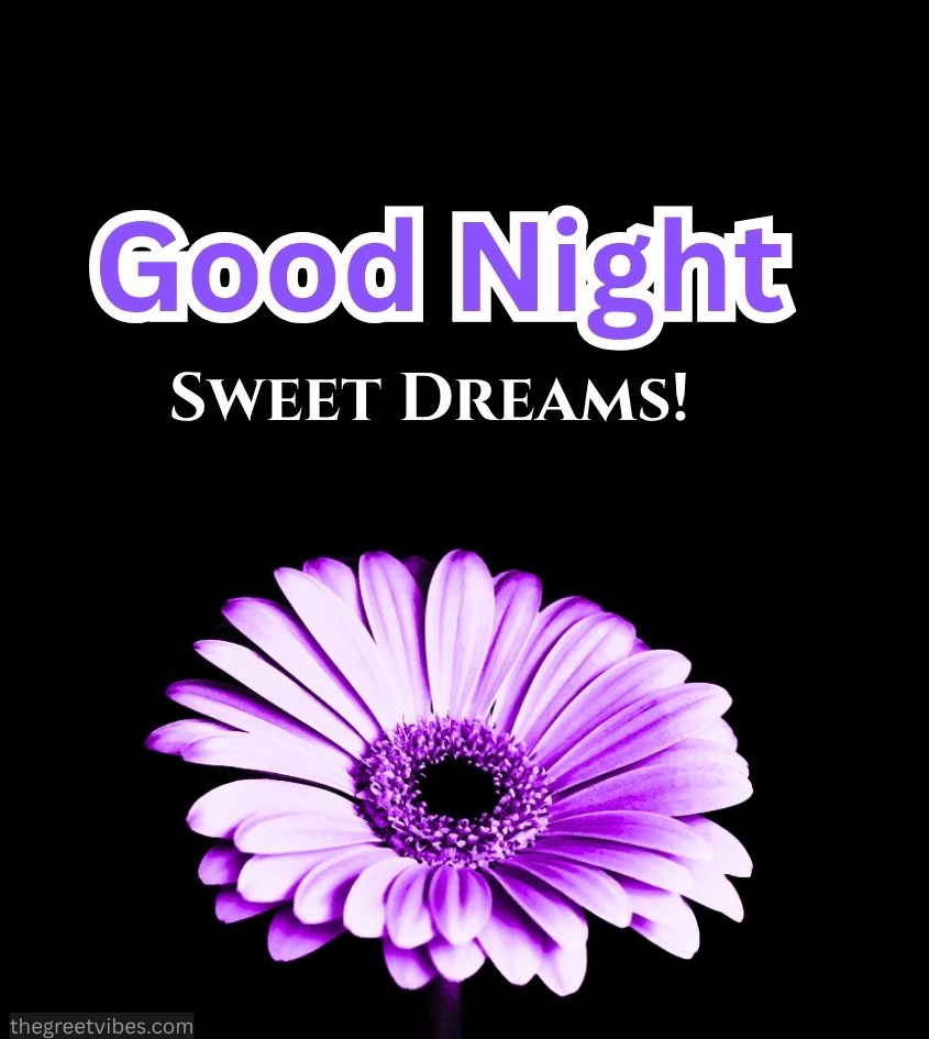 Good Night wishes images with vibrant purple flowers