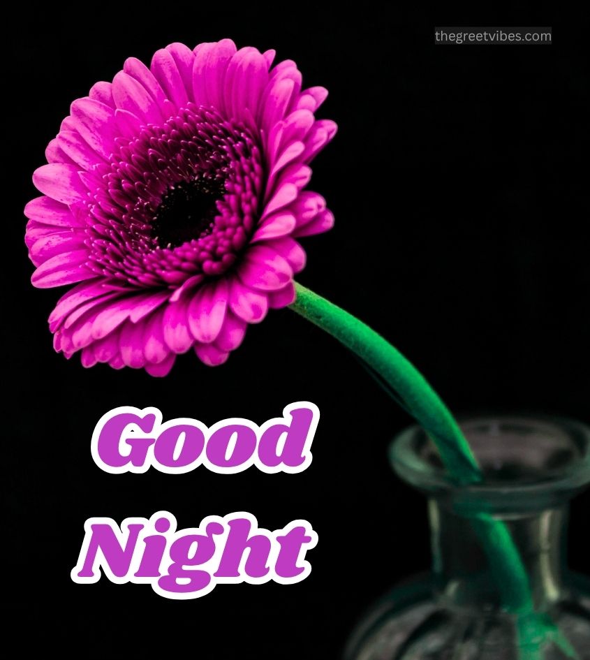 Good Night Wishes Pics with Vibrant Flowers