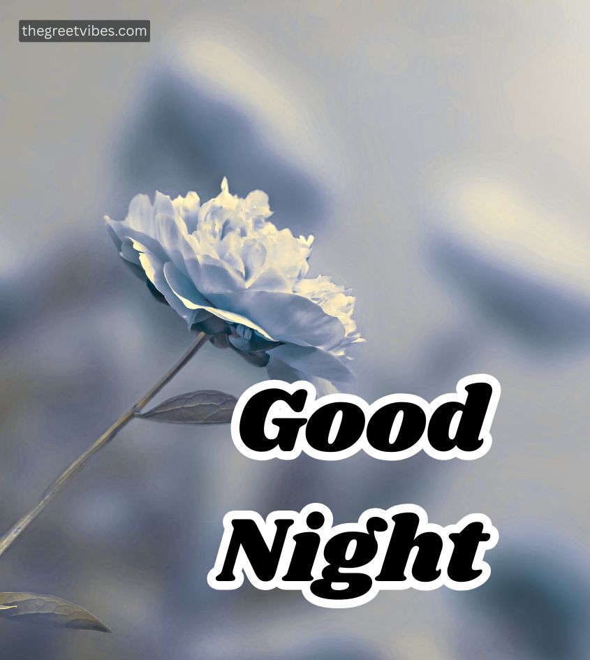 Good Night Wishes with flower