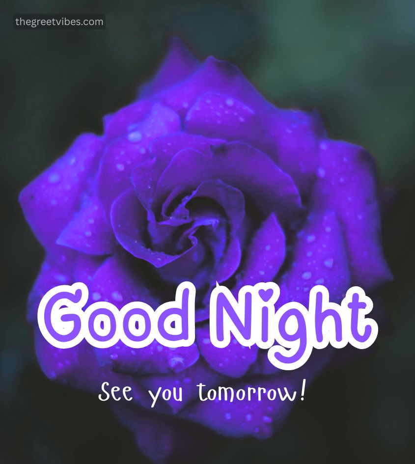 Good Night Purple Gulab Image for Status
