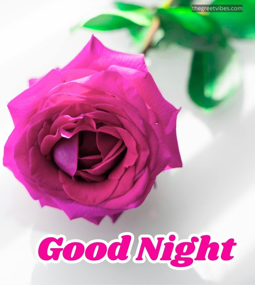 Good Night Wishes Rose for Her