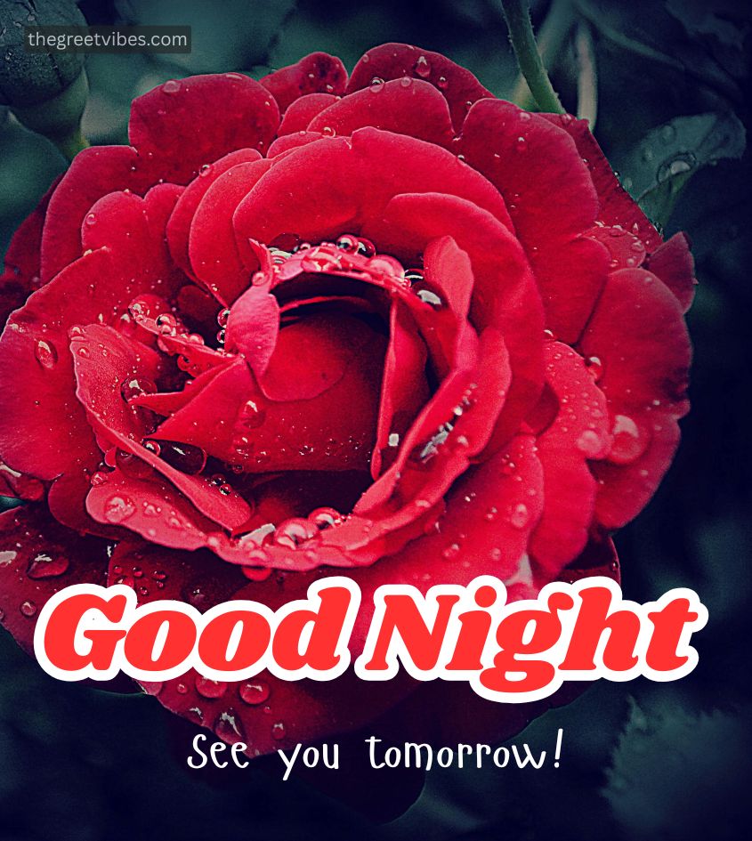 Red gulab phool with Good Night Images for whatsapp