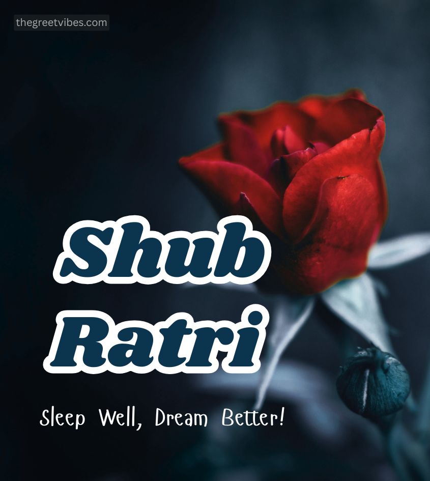 Shubh Ratri Good Night Gulab Image