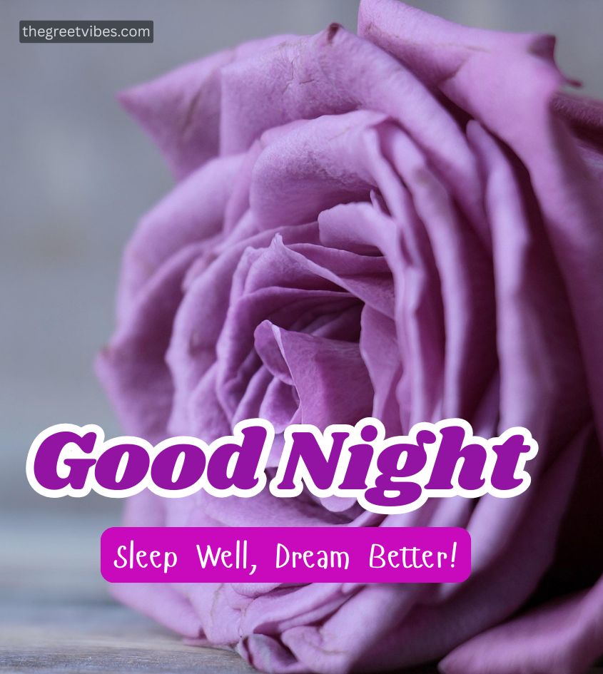Good Night Wishes Pink Rose