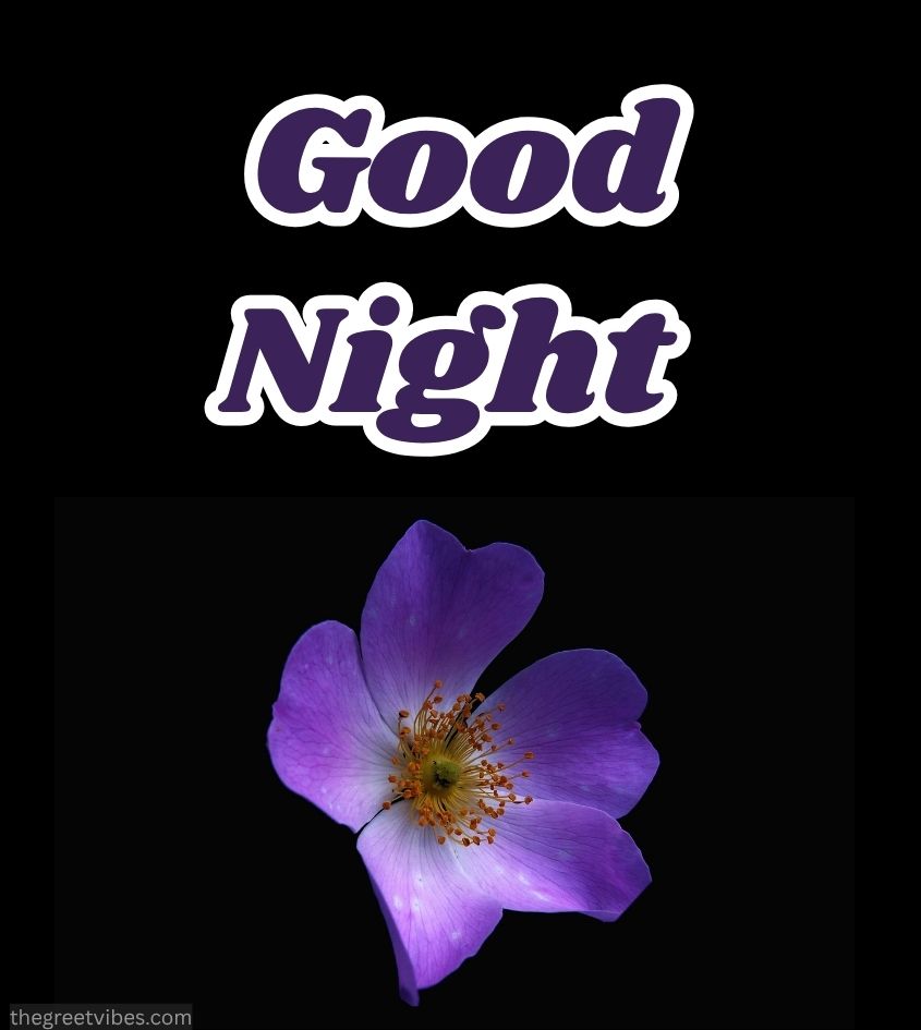 Good Night Lily Flower Images