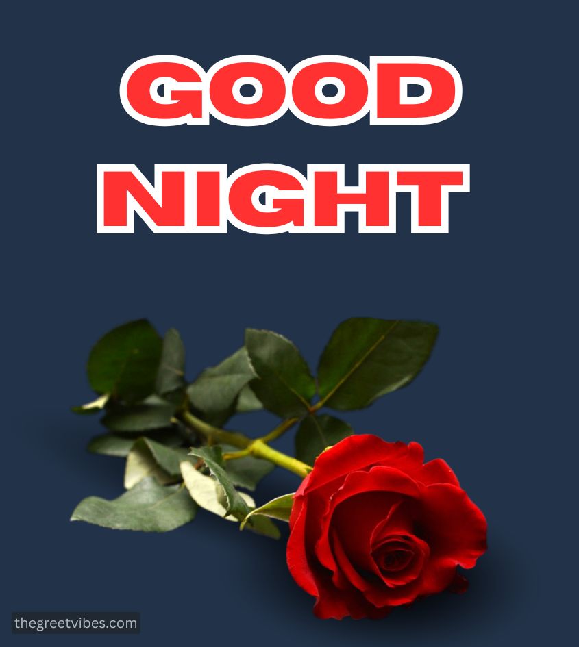 Good Night Wishes with Rose for Lover