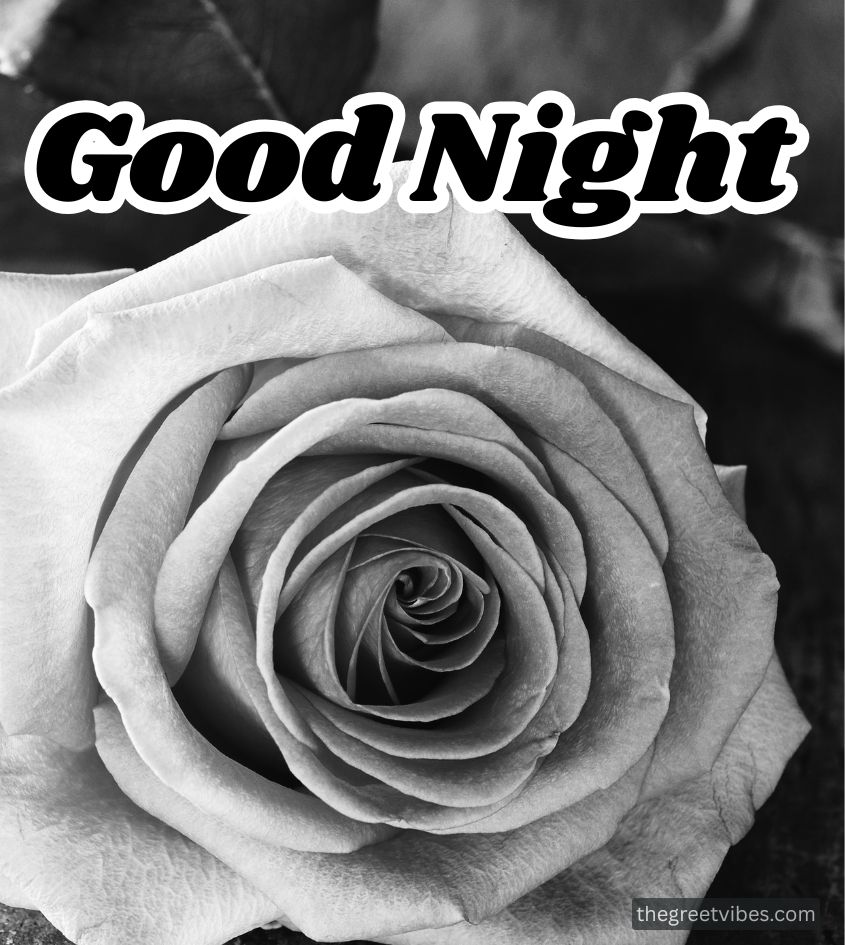Good Night Wishes with Flower
