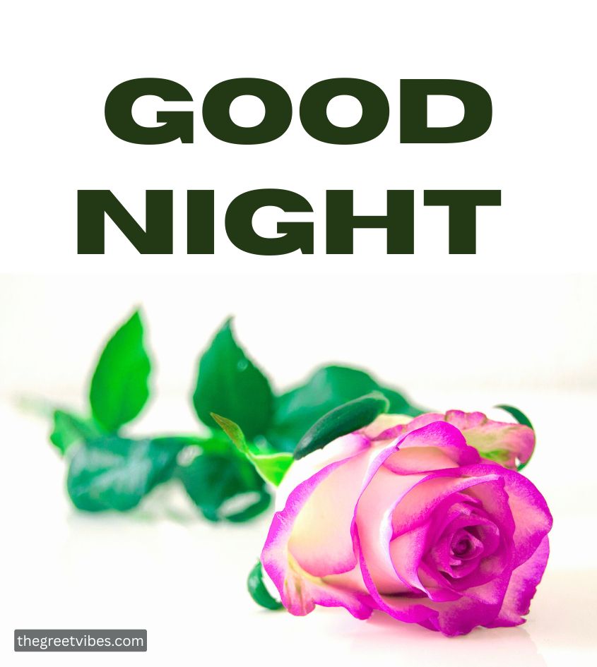 Good Night Wishes with beautiful Pink Rose