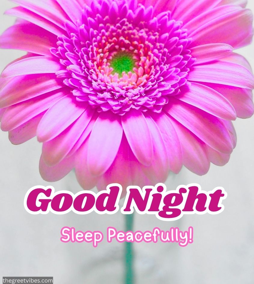Good night wishes with pink flower