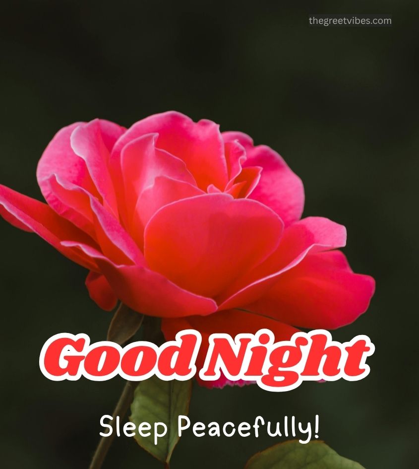 Good night wishes with red flower