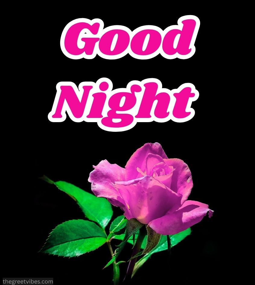 Good night wishes with pink rose flower