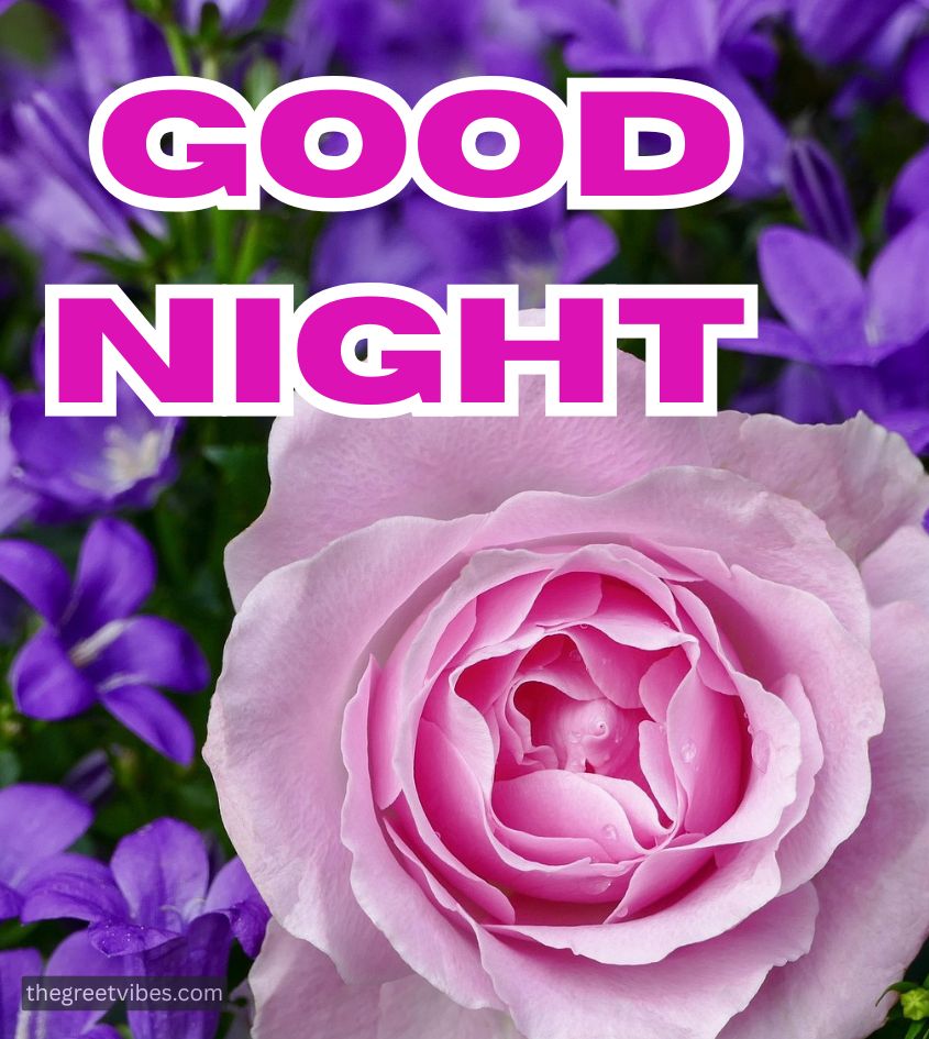 Good Night Wishes with Pink Rose Flower for Female friend