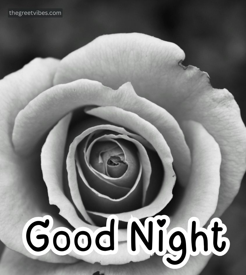 Good Night with Dark Flower Rose
