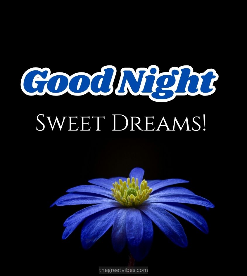 Good Night wishes with deep blue flower