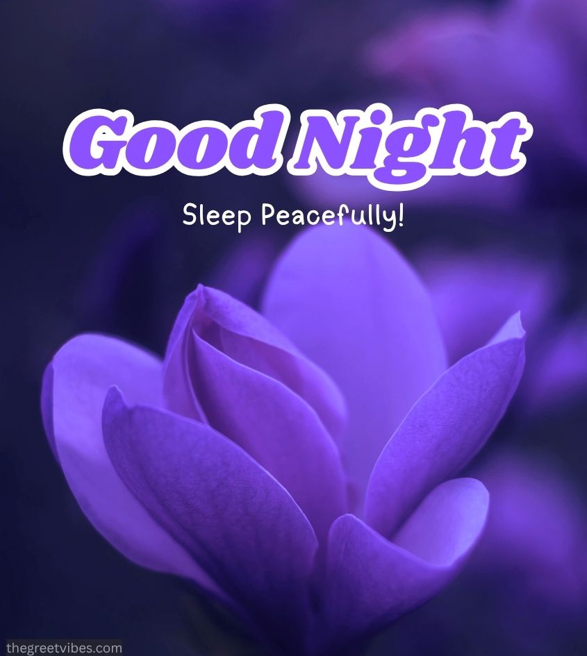 Purple Flowers with good Night greetings