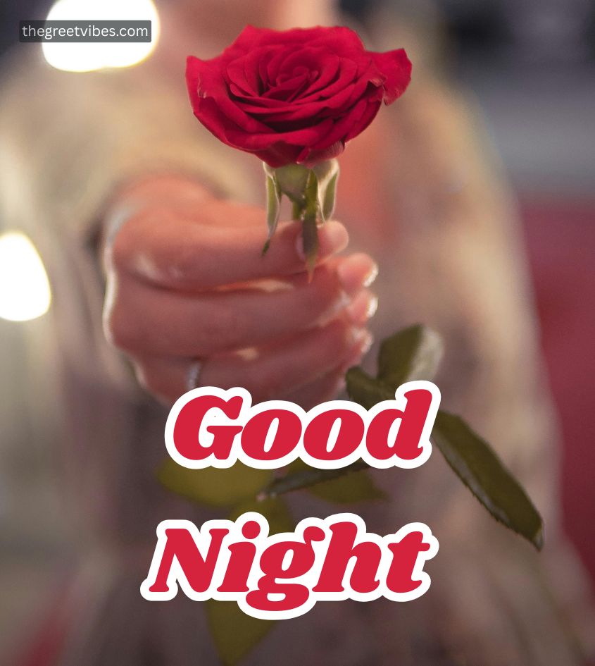 Red gulab phool with Good Night Wishes for Girlfriend