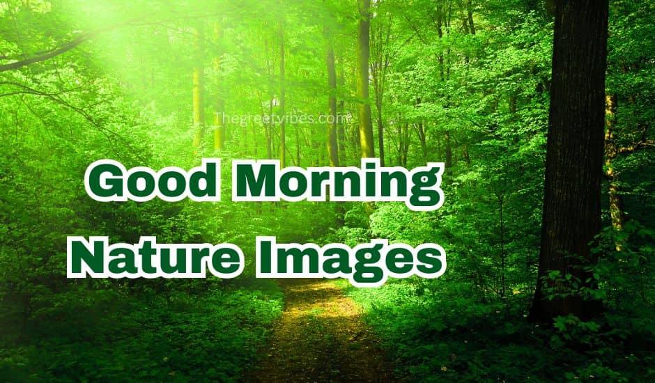 Good morning nature images