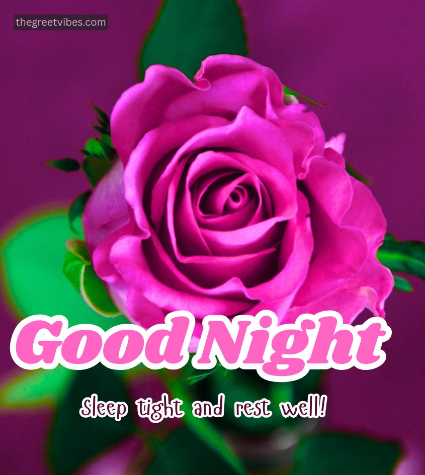 Pink Roses with Good Night Wishes for Him