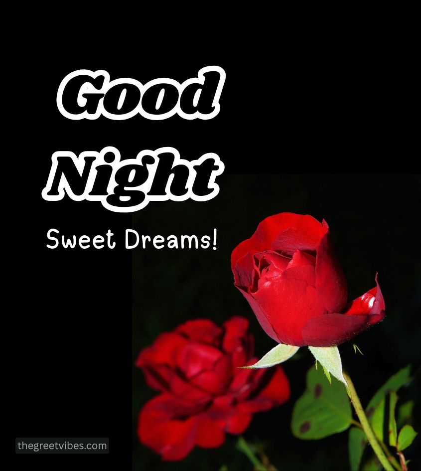 Good Night Red Rose Flower for Lover