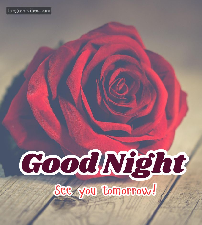 Good Night Wishes with Rose Flower