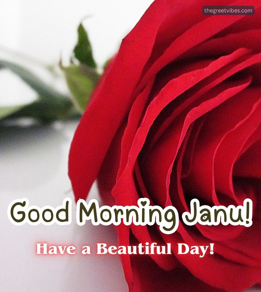 Good Morning Rose for Janu Lover