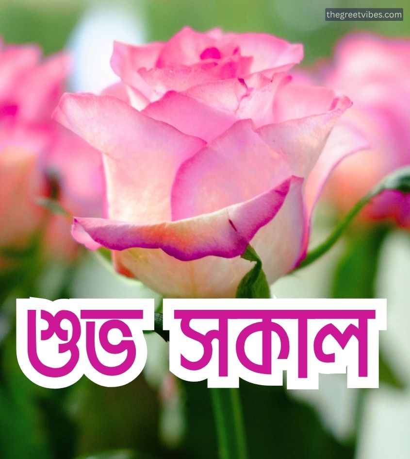 Shubh Sakal Pics for Whatsapp Status with rose