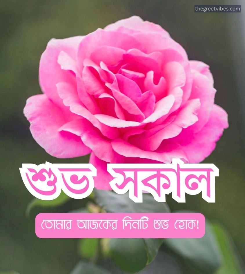 Golap phool shub sokal images