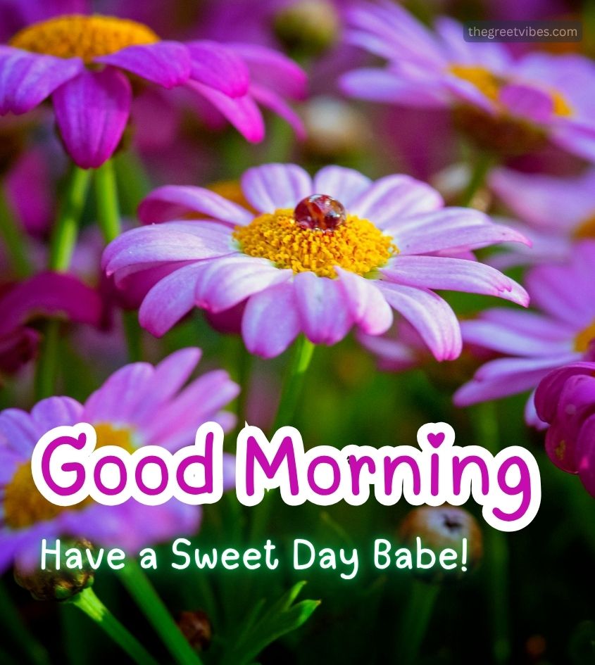 Good Morning Dear Babe Greetings With Flowers