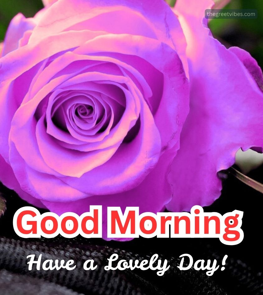 Good Morning Pink rose greetings for sweet lover