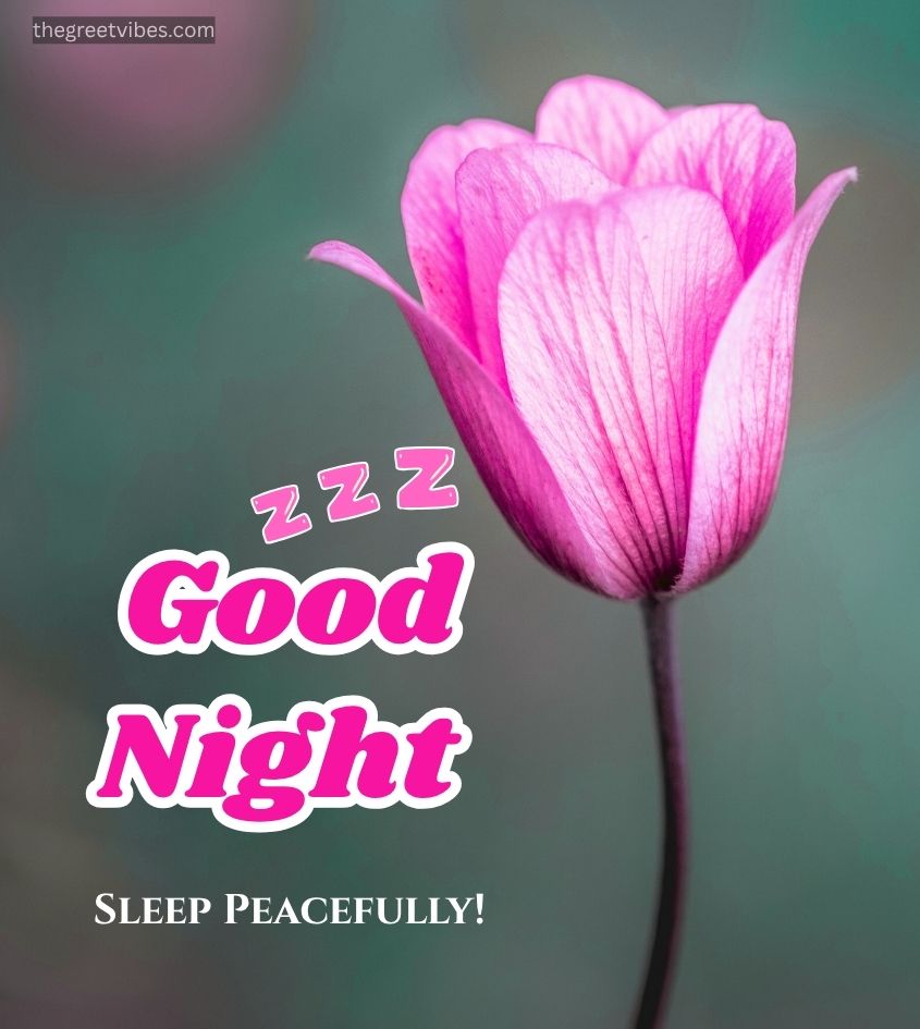 Good Night Tulips Flower