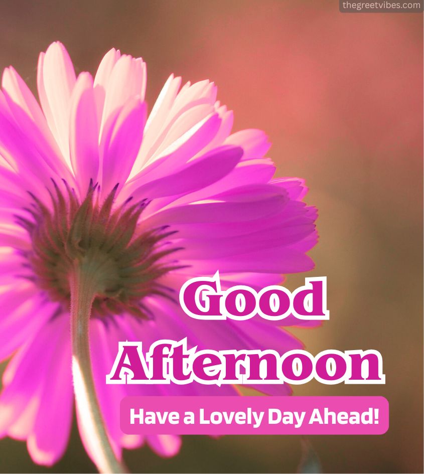 Good Afternoon Pics with Beautiful flowers