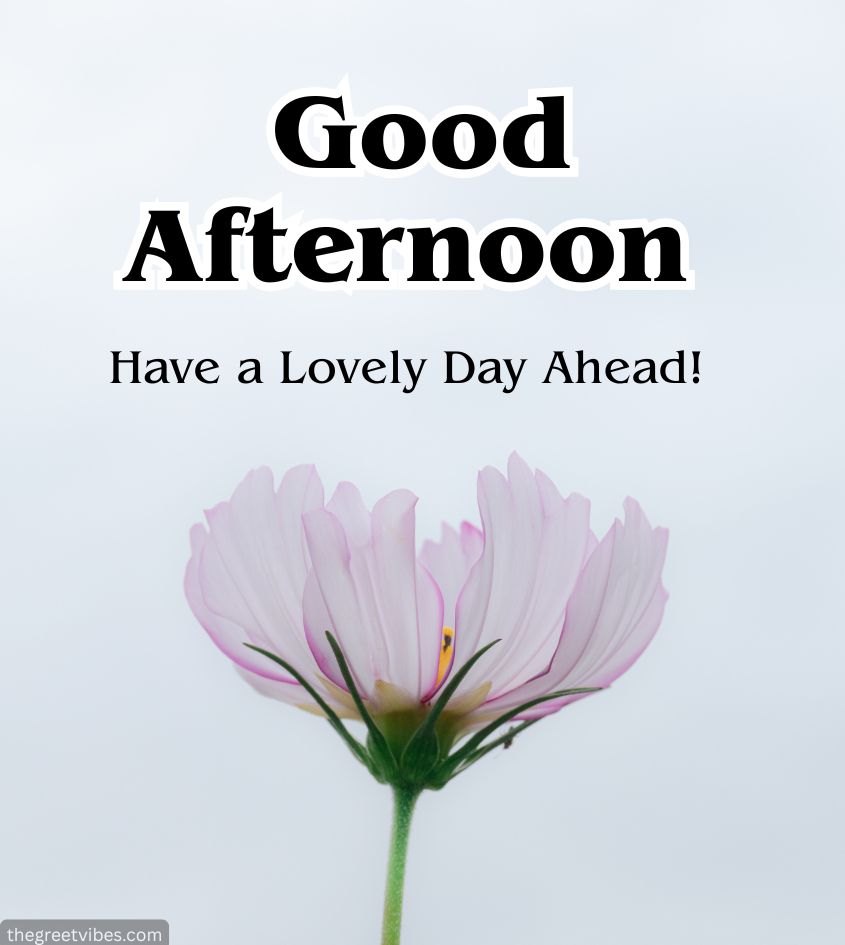 Good Afternoon Greetings with white flower
