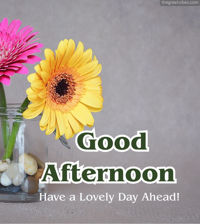 Good Afternoon Pics