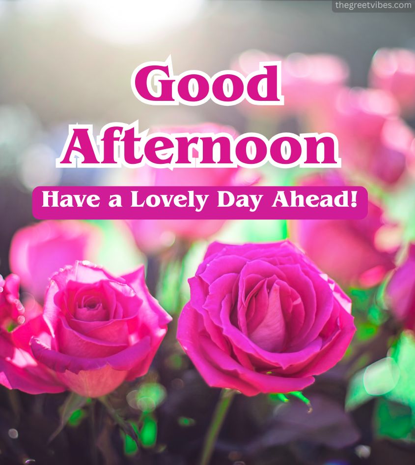 Good Afternoon Roses Images