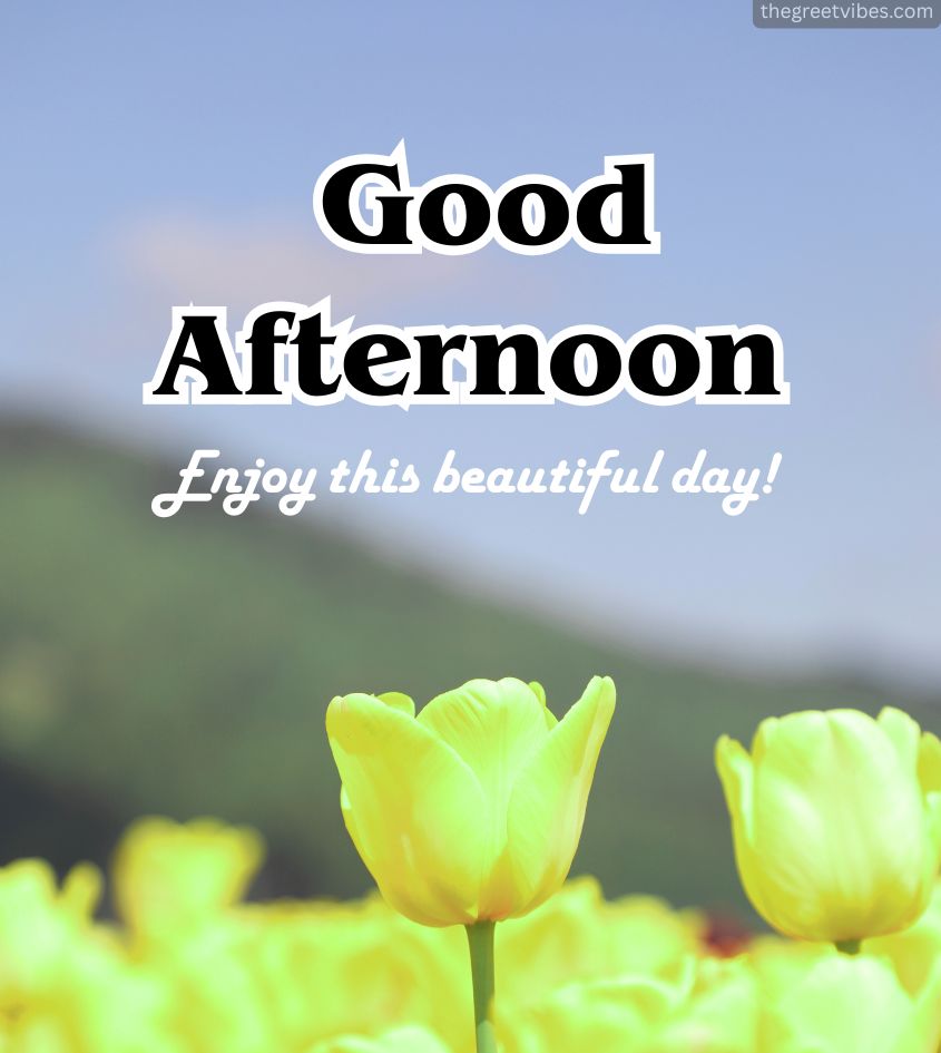 Good Afternoon Tulips Flowers